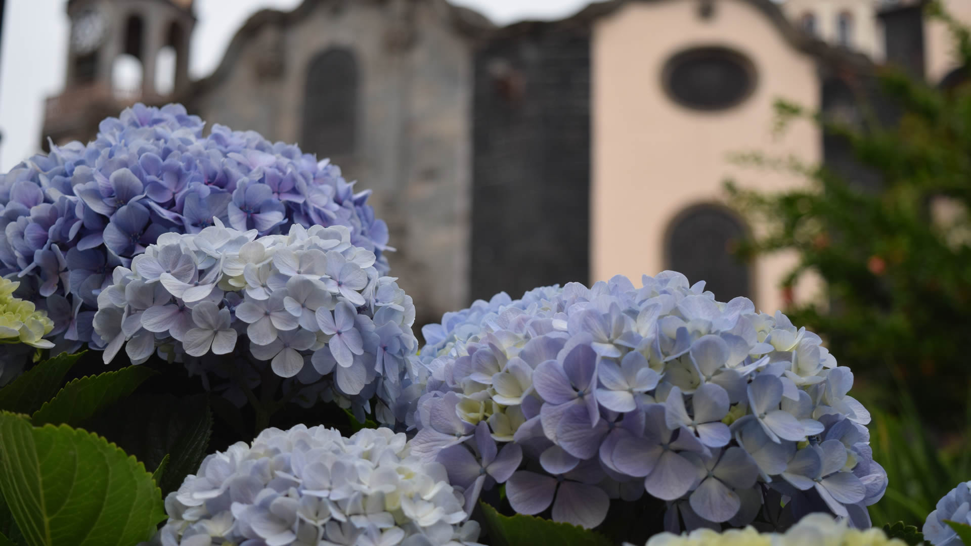 La Orotava Hortenzia