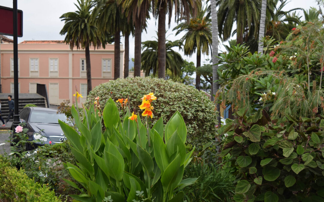 Canna liliom – a virág a La Orotava botanikus kertje