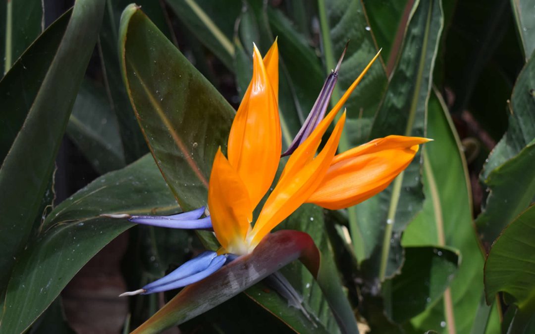 Papagájvirág (Strelitzia reginae) Tenerife