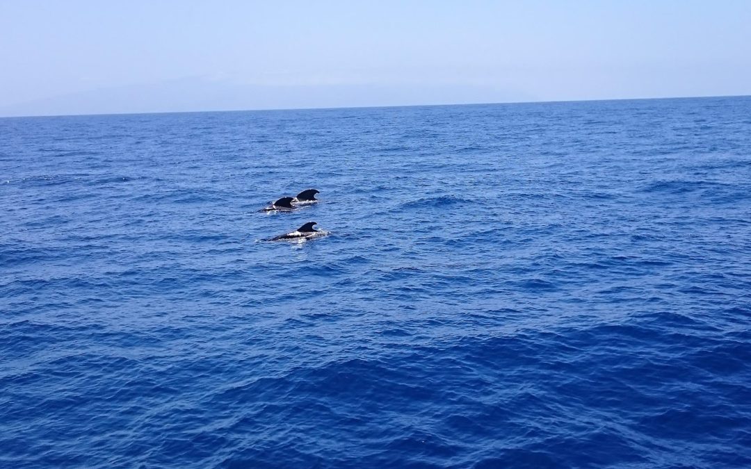 Delfin, delfinek a Tenerife és Los Gigantes