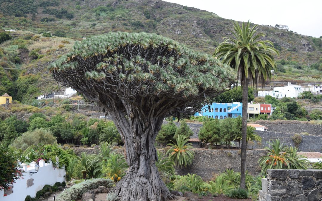 Kanári sárkányfa Tenerife